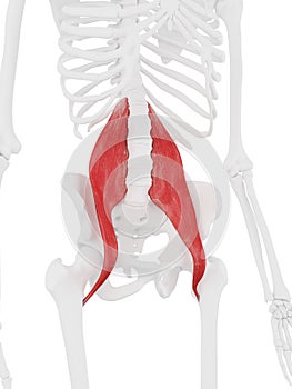 The Psoas Major