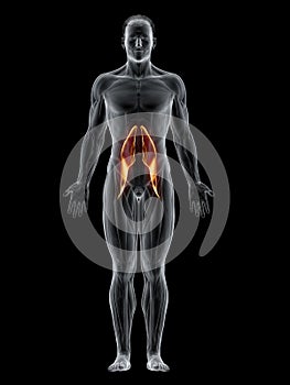 The psoas major