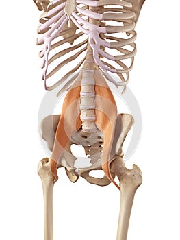 The psoas major