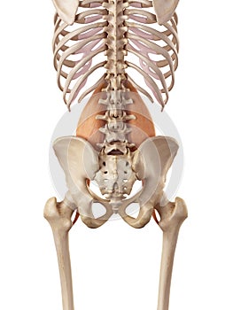 The psoas major