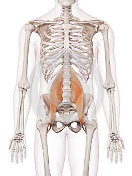 The psoas major