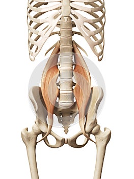 the psoas major