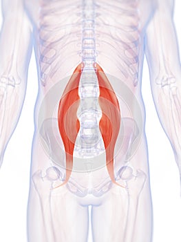 The psoas major muscle