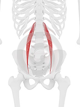 The Psoas Minor