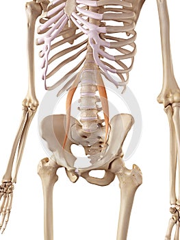 The psoas minor