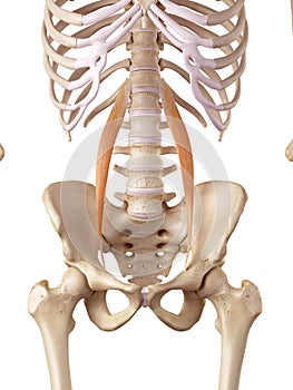 The psoas minor