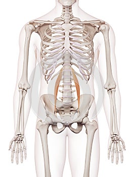 The psoas minor