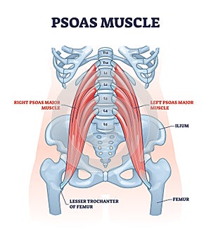 Psoas muscle as deep body muscular system for spine health outline diagram