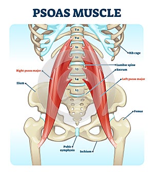 Psoas muscle medical vector illustration diagram