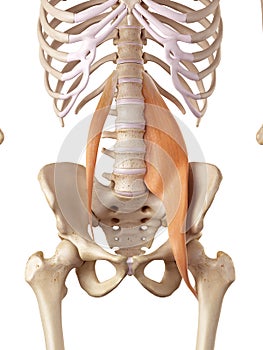 The psoas muscles