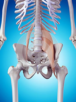 The psoas muscles