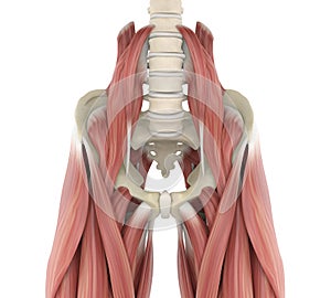 Psoas Muscles Anatomy