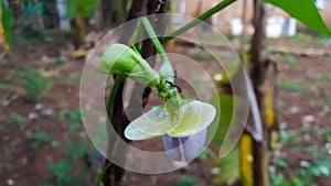 Psophocarpus tetragonolobus Flower in garden