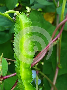 Psophocarpus tetragonolobus peanut herb