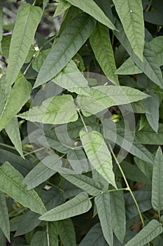 Psophocarpus tetragonolobus plants