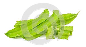 Psophocarpus tetragonolobus on white background