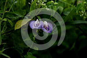 Psophocarpus tetragonolobus - Winged Bean flower