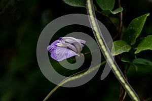 Psophocarpus tetragonolobus - Winged Bean flower