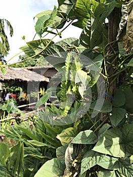 Psophocarpus tetragonolobus or Winged bean or Goa bean or Four-angled bean or Manila bean or Dragon bean.