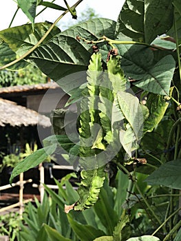 Psophocarpus tetragonolobus or Winged bean or Goa bean or Four-angled bean or Manila bean or Dragon bean.