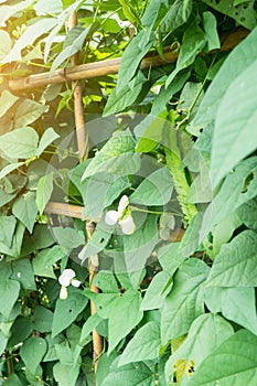 Psophocarpus tetragonolobus or The winged bean in a vegetable ga