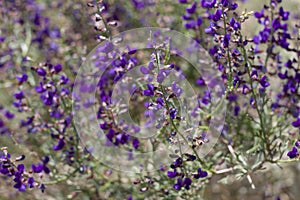 PSOROTHAMNUS ARBORESCENS BLOOM - JOSHUA TREE - 050820 - E