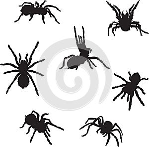 Pspider, tarantula, insect, various poses, movements and foreshortenings of figures, blackrint