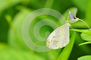 Psyche butterfly photo