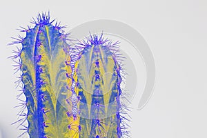 Psychedelic cactus type san pedro in vivid colors on white background. Horn and spikes on succulent plant. Cactus colored and