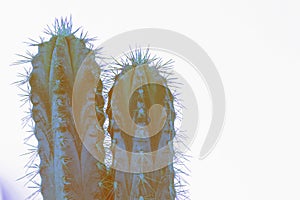 Psychedelic cactus type san pedro in vivid colors on white background. Horn and spikes on succulent plant. Cactus colored and