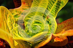 Abstract colorful leaf pattern and texture close-up for abstract and design use