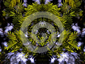 Psychedelic Green Foliage from the Woods, Symmetrical Kaleidoscope Mirror, Abstract Background.