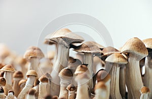 Psychedelic magic mushrooms photo