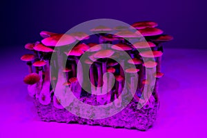 Psychedelic magic mushrooms glowing Psilocybe Cubensis photo