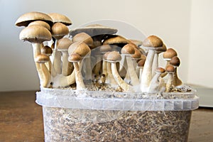 Psychedelic magic mushrooms growing at home, cultivation of psilocybin mushrooms photo