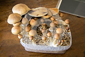 Psychedelic magic mushrooms growing at home, cultivation of psilocybin mushrooms