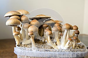 Psychedelic magic mushrooms growing at home, cultivation of psilocybin mushrooms photo