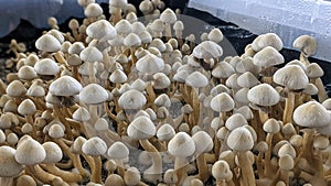 Rusty White  Magic Mushroom with spores on stalk photo
