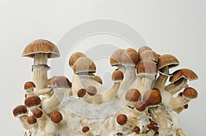 Psychedelic psilocybin mushrooms Golden Teacher on mycelium block, close-up