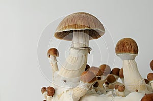 Psychedelic psilocybin  mushrooms Golden Teacher on mycelium block, close-up. Psilocybe Cubensis raw mushrooms isolated on white b photo