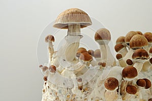 Psychedelic psilocybin mushrooms Golden Teacher on mycelium block, close-up. Psilocybe Cubensis raw mushrooms