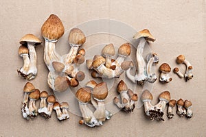 Psilocybin mushrooms Psilocybe Cubensis photo