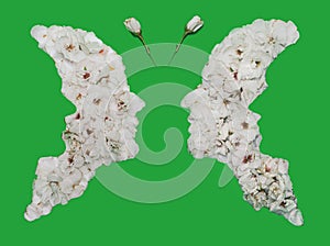 Psychology and optical illusion abstract concept four faces creating butterfly image. Spring concept. Flat lay arrangement of