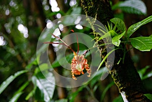 Psychopsis papilio orchid flower at Asa Wright In Trinidad and Tobago