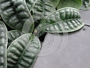 Psychotria ankasensis foliage photo
