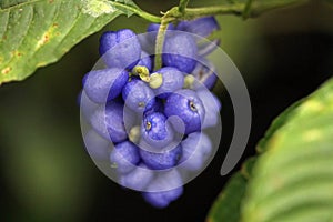 Psychotria pilosa fruit