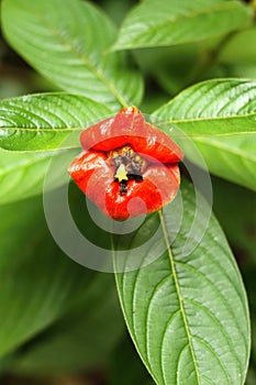 Psychotria poeppigiana blooming photo