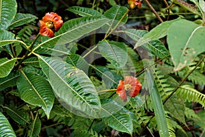 Psychotria poeppigiana blossom spotted in Las Quebradas photo