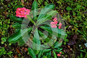 Psychotria poeppigiana plant in the Secret Gardens photo