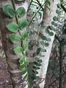 Psychotria serpens tropical climber plant on grey tree trunk photo